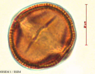 Manettia alba - lame n° 29301